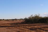 Gnus während der Sundowner-Fahrt auf dem Gelände der Anib Lodge