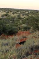 Strauß auf dem Gelände der Anib Lodge