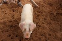 Farmhaus in Stampriet