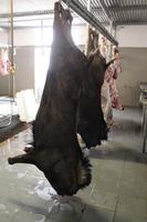 Schlachterei vom Farmhaus in Stampriet