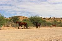 Pferde in der Kalahari
