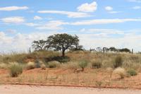 Landschaft in der Kalahari