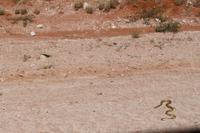 Kapkobra in der Kalahari