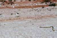 Kapkobra in der Kalahari