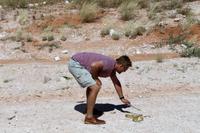 Kapkobra in der Kalahari