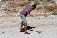 Kapkobra in der Kalahari