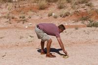 Kapkobra in der Kalahari