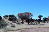 Köcherbaumwald und Giants Playground