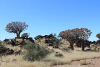 Köcherbaumwald und Giants Playground