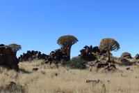 Köcherbaumwald und Giants Playground