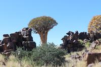 Köcherbaumwald und Giants Playground