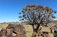 Köcherbaumwald und Giants Playground