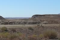 Zebras auf der Fahrt nach Aus