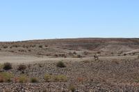Zebras auf der Fahrt nach Aus