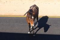 Wildpferde im Sperrgebiet