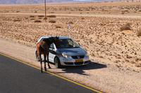 Wildpferde im Sperrgebiet