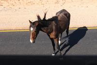 Wildpferde im Sperrgebiet