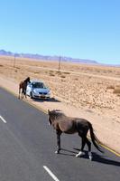 Wildpferde im Sperrgebiet