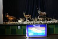 Turnhalle in Kolmanskop