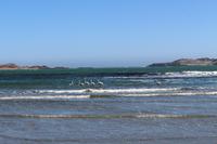 Pelikane in der Bucht von Lüderitz