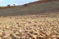 Sundownerfahrt in der Namib Desert Lodge