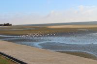 Pelikane in Walvis Bay