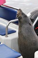 Robbe Eddi an Bord des Katamarans