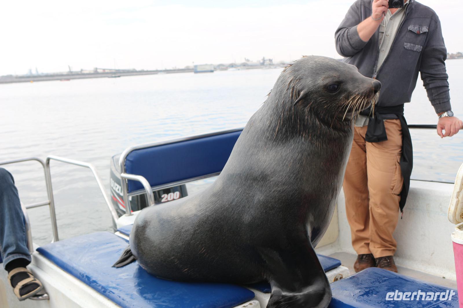 Robbe Eddi an Bord des Katamarans