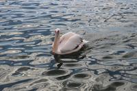 Pelikan in Walvis Bay