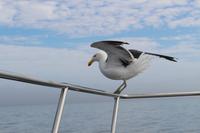 Möwe an Bord des Katamarans
