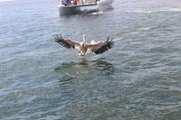 Pelikan in Walvis Bay