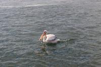 Pelikan in Walvis Bay