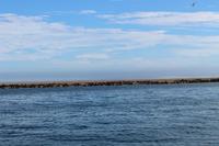 Robbenkolonie vor Walvis Bay