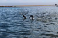Robbenkolonie vor Walvis Bay