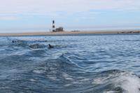 Robbenkolonie vor Walvis Bay