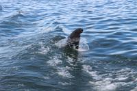 Robbenkolonie vor Walvis Bay