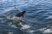 Robbenkolonie vor Walvis Bay
