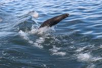 Robbenkolonie vor Walvis Bay
