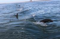 Robbenkolonie vor Walvis Bay