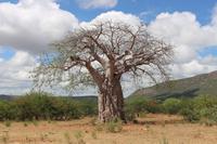 Baobab