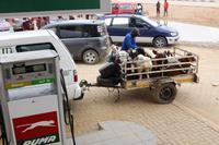 Viehtransport in Opuwo