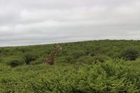 Giraffe im Etosha Nationalpark