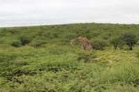 Giraffe im Etosha Nationalpark