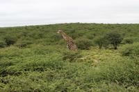 Giraffe im Etosha Nationalpark