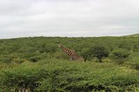 Giraffe im Etosha Nationalpark