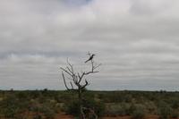Gelbschnabel-Tukan im Etosha Nationalpark