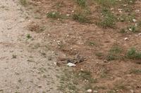 Erdhörnchen im Etosha Nationalpark