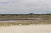Springböcke im Etosha Nationalpark