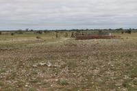 Springböcke im Etosha Nationalpark