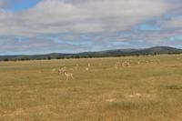 Springböcke im Etosha Nationalpark
